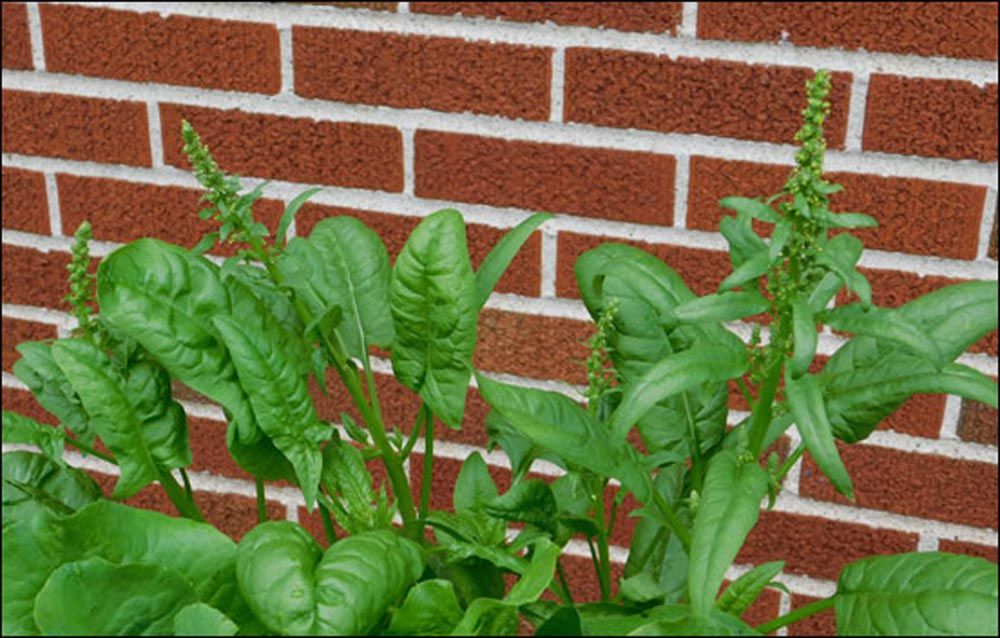 Spinach Green Wizards